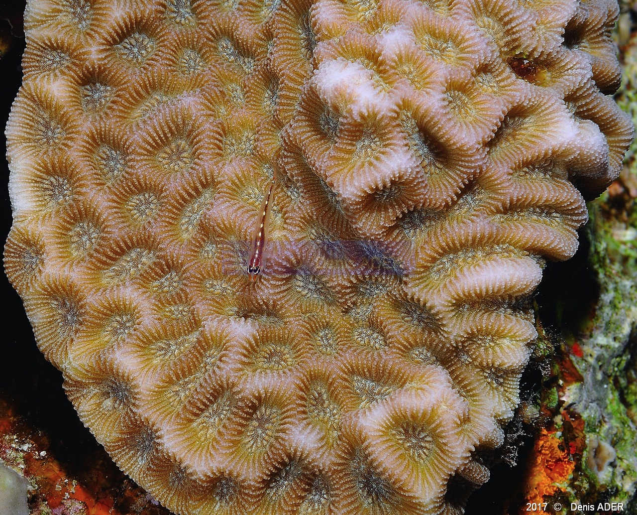 Goniastrea pectinata-Eviota sebreei Gobie pygmee Safaga Tobia kebir-17m-20171120-Denis-ADER-DSC_3151_tn.jpg